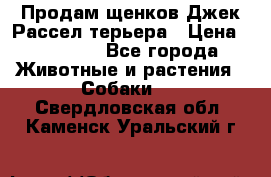 Продам щенков Джек Рассел терьера › Цена ­ 25 000 - Все города Животные и растения » Собаки   . Свердловская обл.,Каменск-Уральский г.